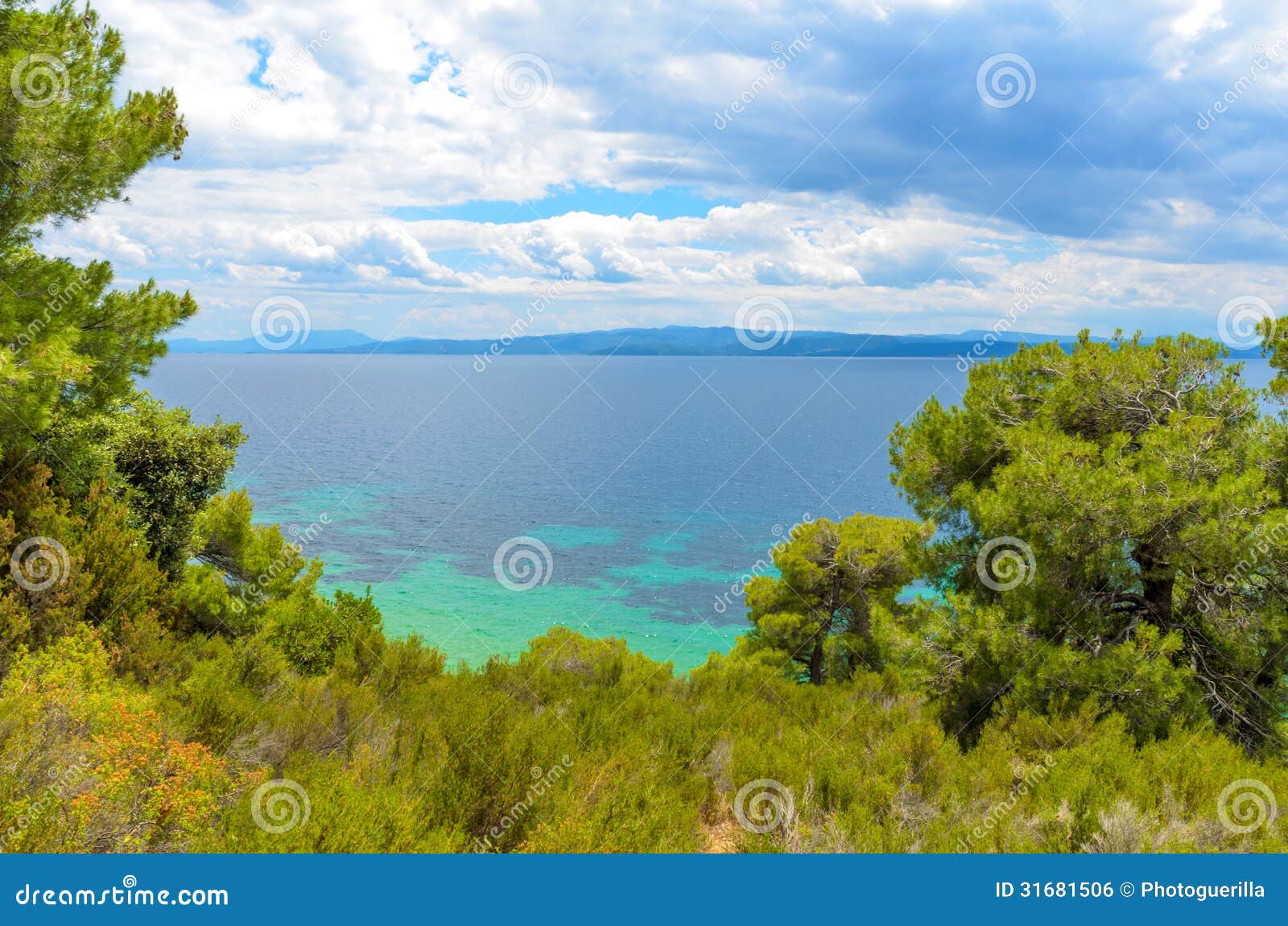 beautiful blue sea behind conifers