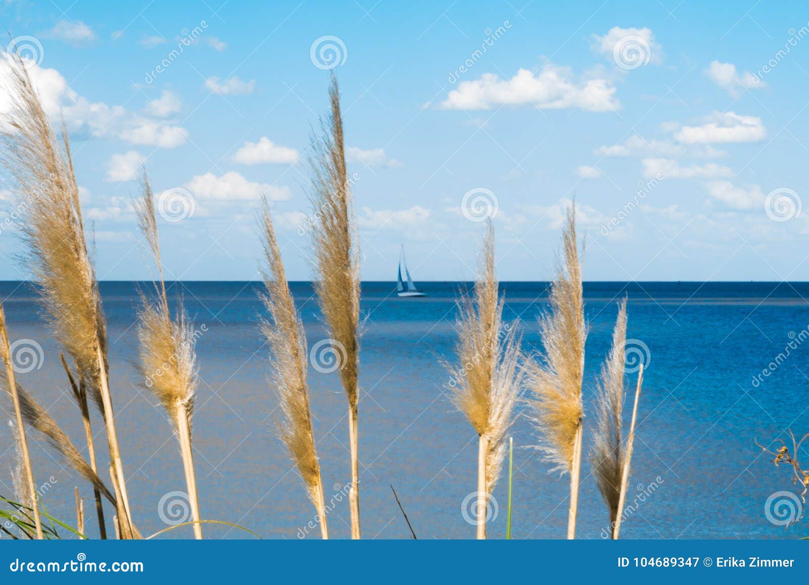 beautiful blue sky with white clouds and rio de la plata horizon with vegetation in the foreground