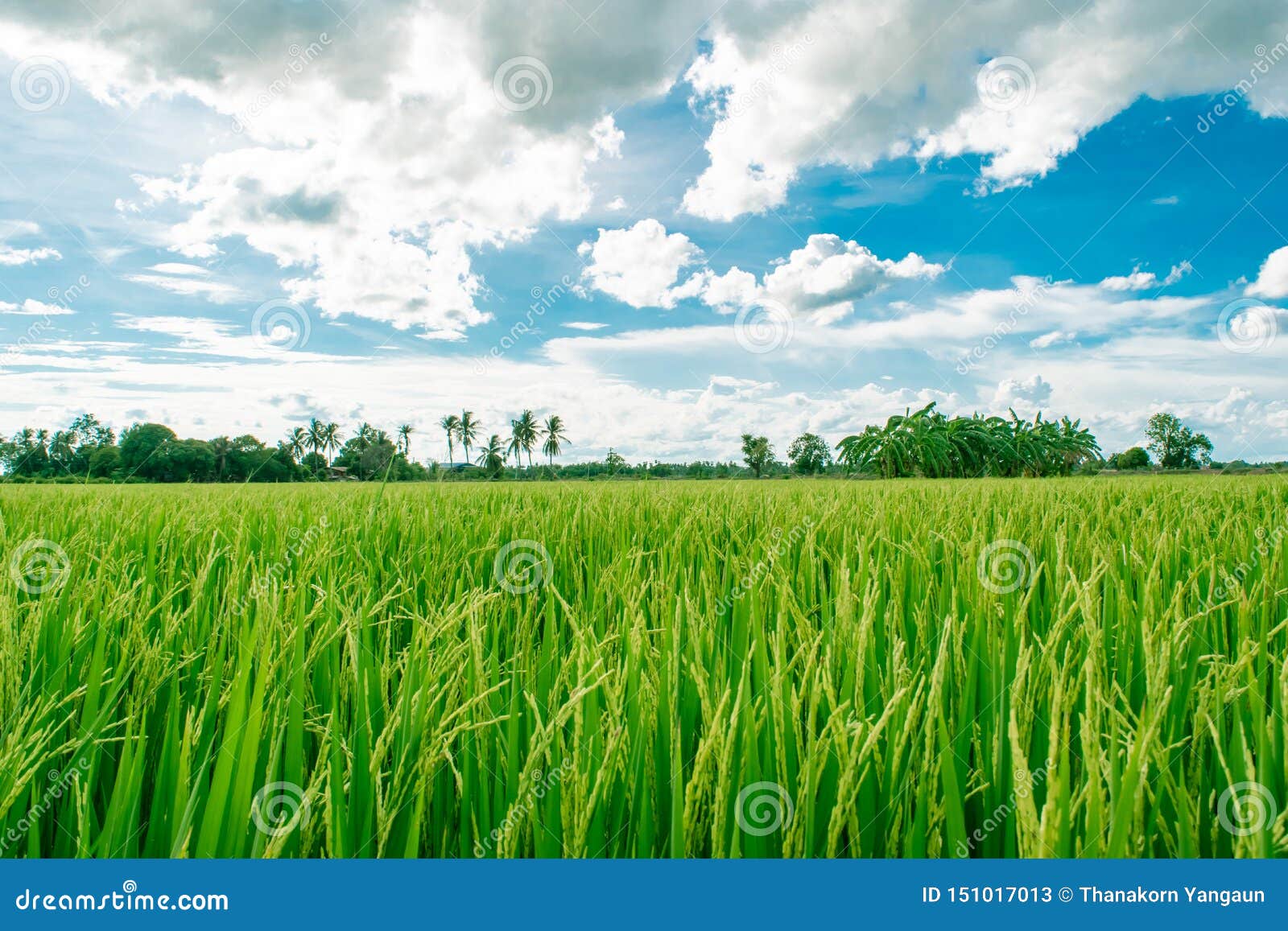 Beautiful Rice Fields Growing Up in Countryside and White Cloudy Sky  Background ,landscape of Thailand,look Fresh and Green. Stock Image - Image  of food, agriculture: 151017013