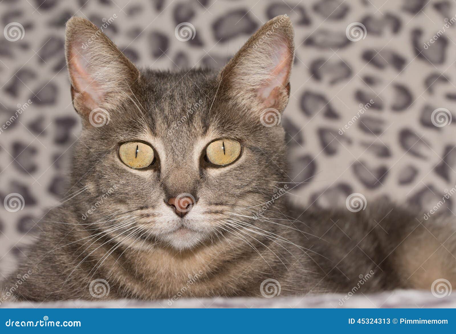 Beautiful blue tabby cat stock image. Image of blue, kitty 45324313