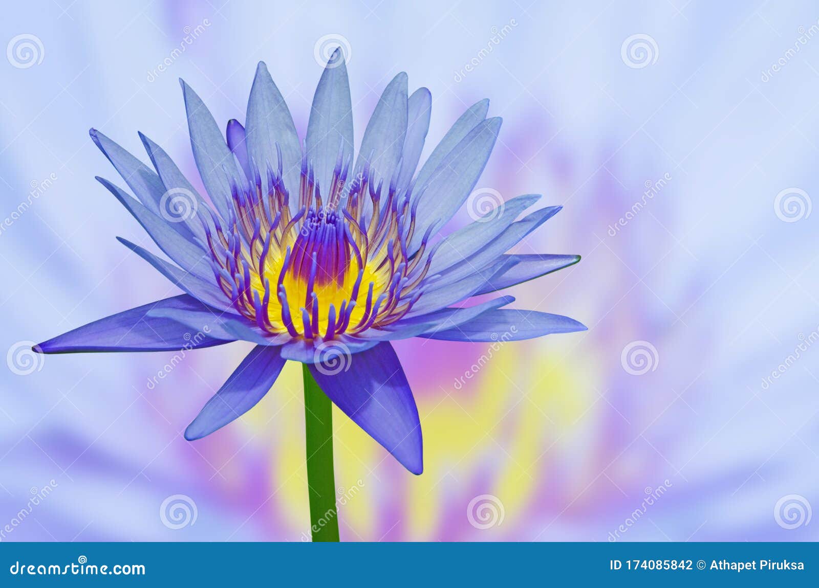 Beautiful Blue Water Lily Flower With Branch On Blue And Yellow Background Stock Photo Image Of Branch Petals Beautiful Blue Water Lily Flower With Branch On Blue And Yellow Background Stock Photo Image Of Branch Petals