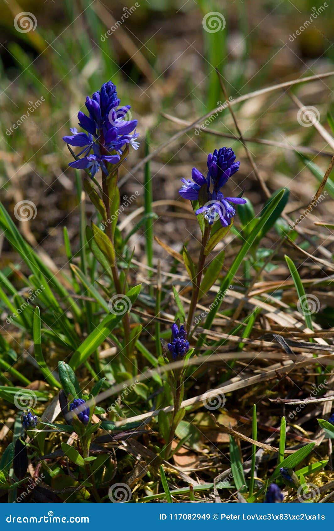 beautiful blue wild flowers polygala amara.