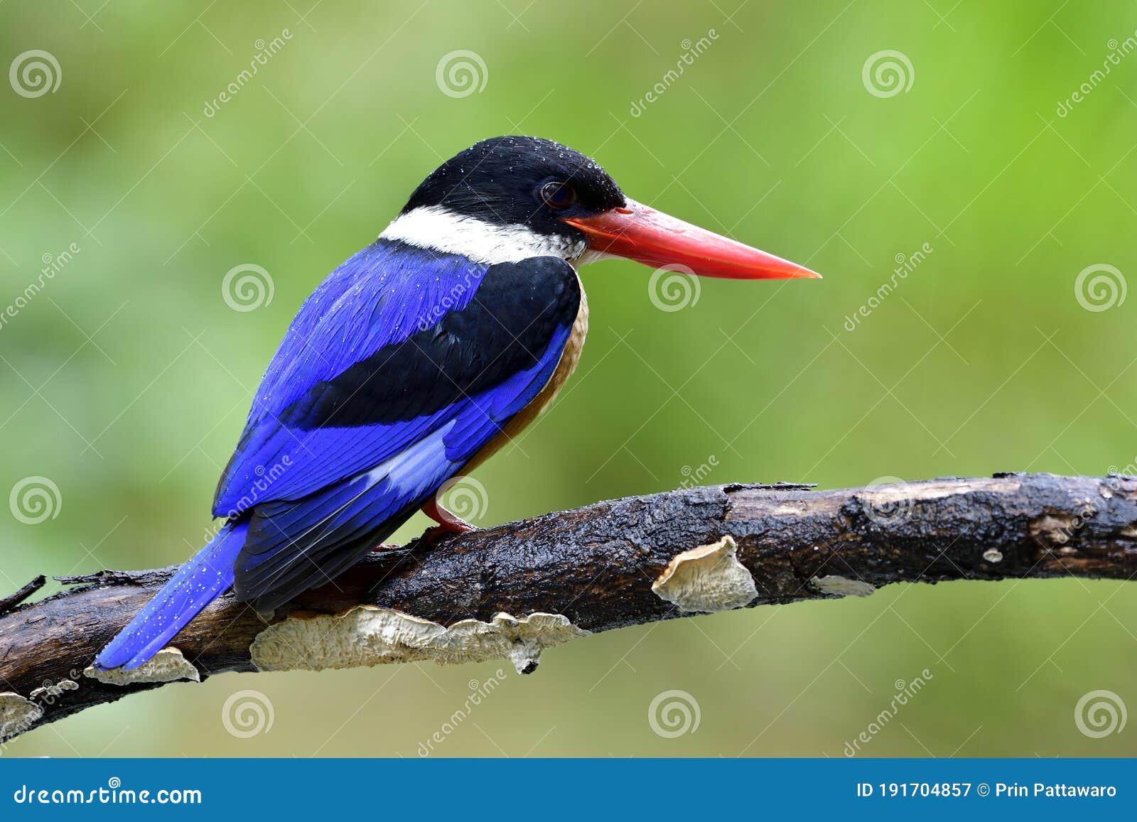 Beautiful Blue Wing, Black Head, White Throat and Red Beaks Bird ...