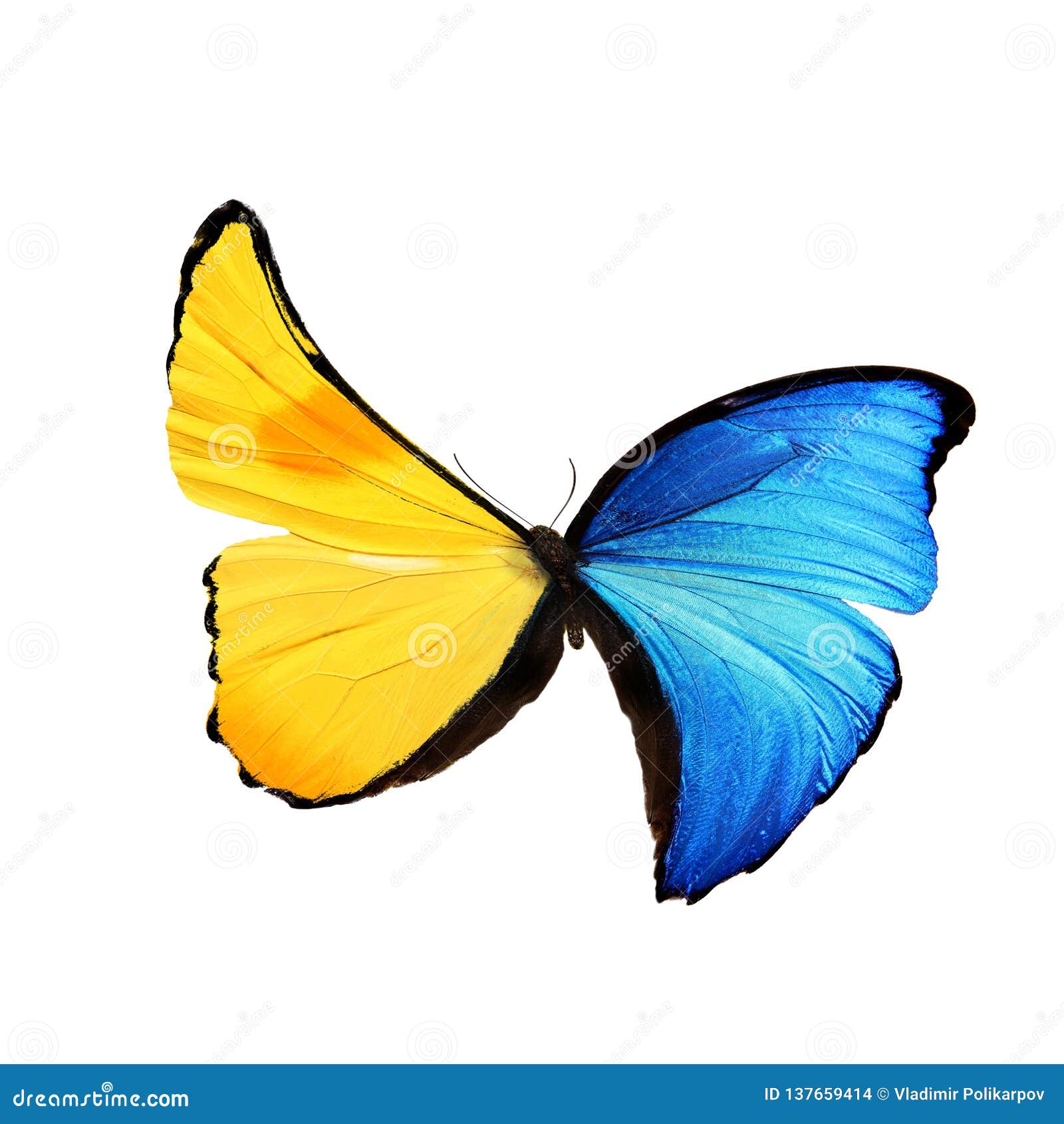 Beautiful Blue and Yellow Butterfly Isolated on White Background Stock