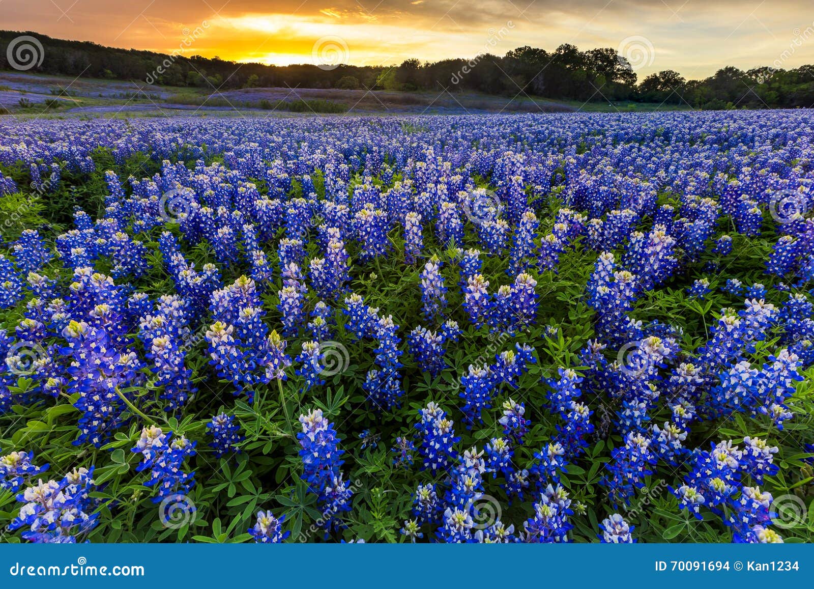 beautiful bluebonnets field at sunset near austin, texas in spri