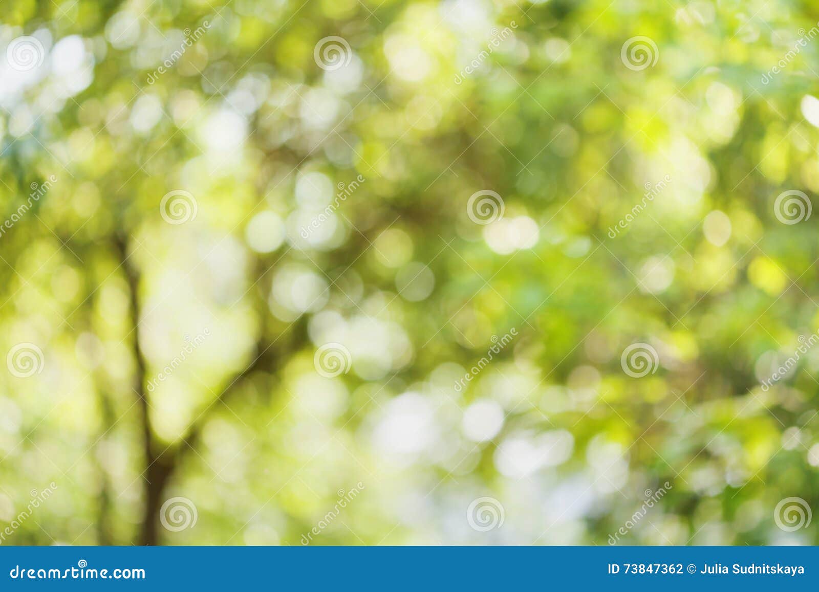 beautiful bokeh background of defocused tree. natural blurred backdrop of green leaves. summer or spring season.