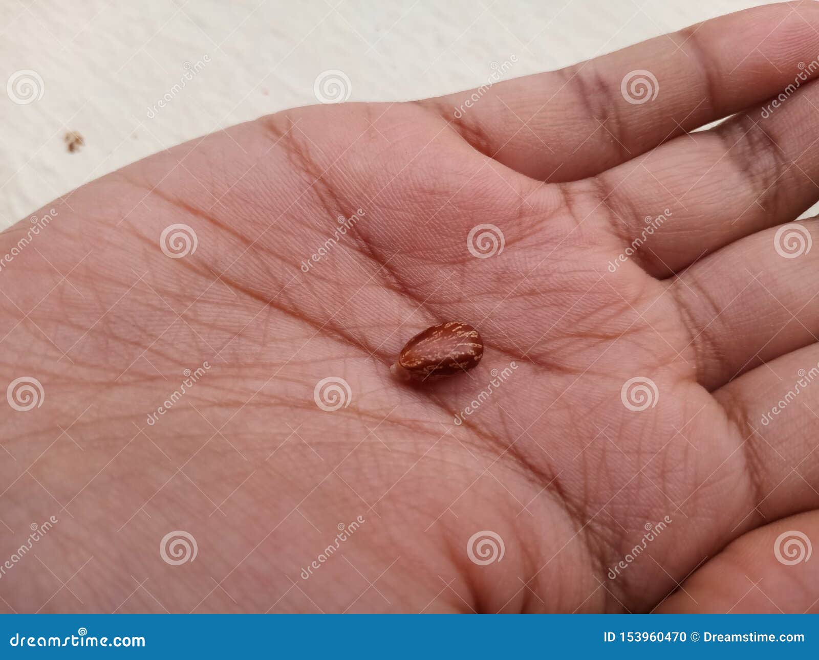Beautiful Boown Color Caster Seed in Hand Stock Photo Image of seed