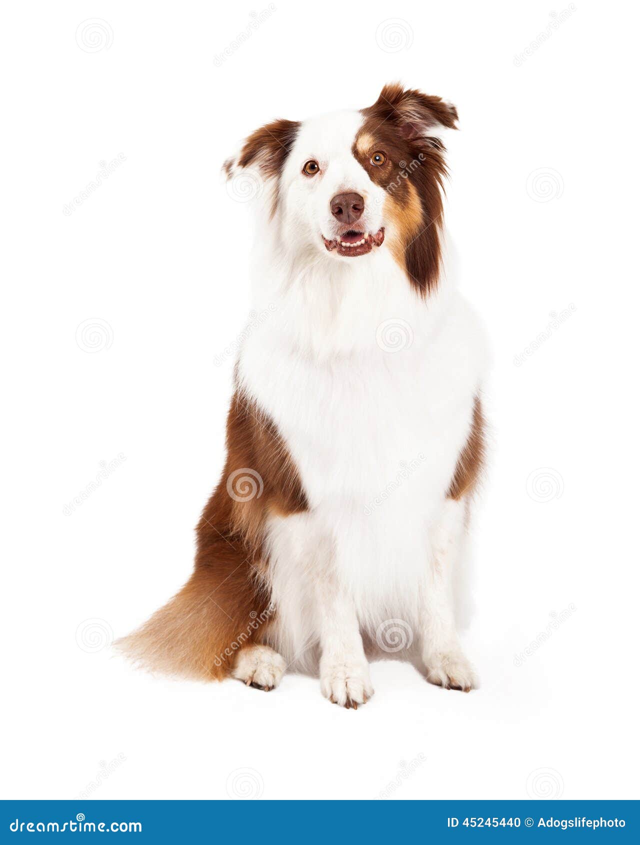 Beautiful Border Collie Sitting Stock Photo Image Of Beautiful