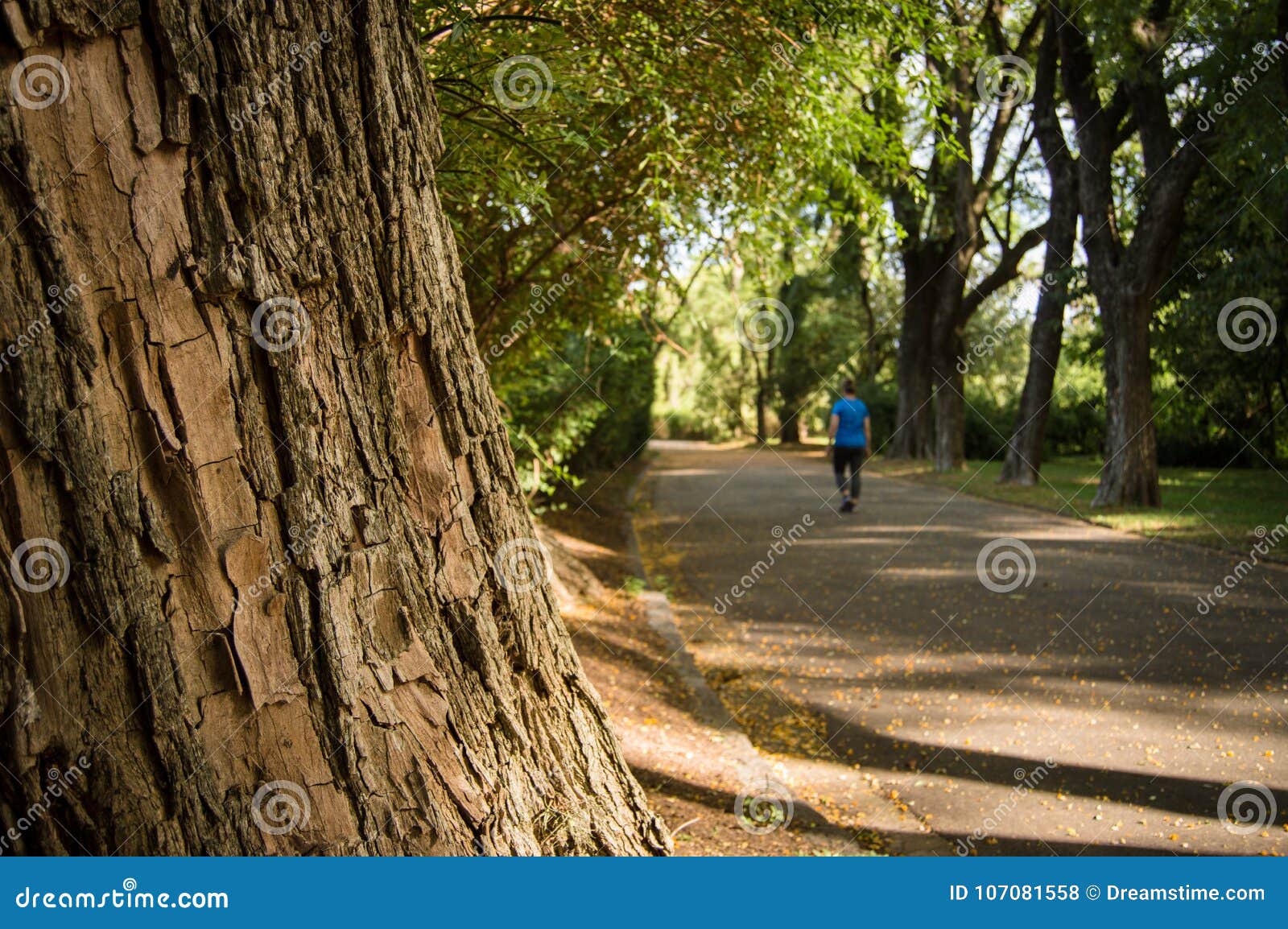 beautiful botanic park