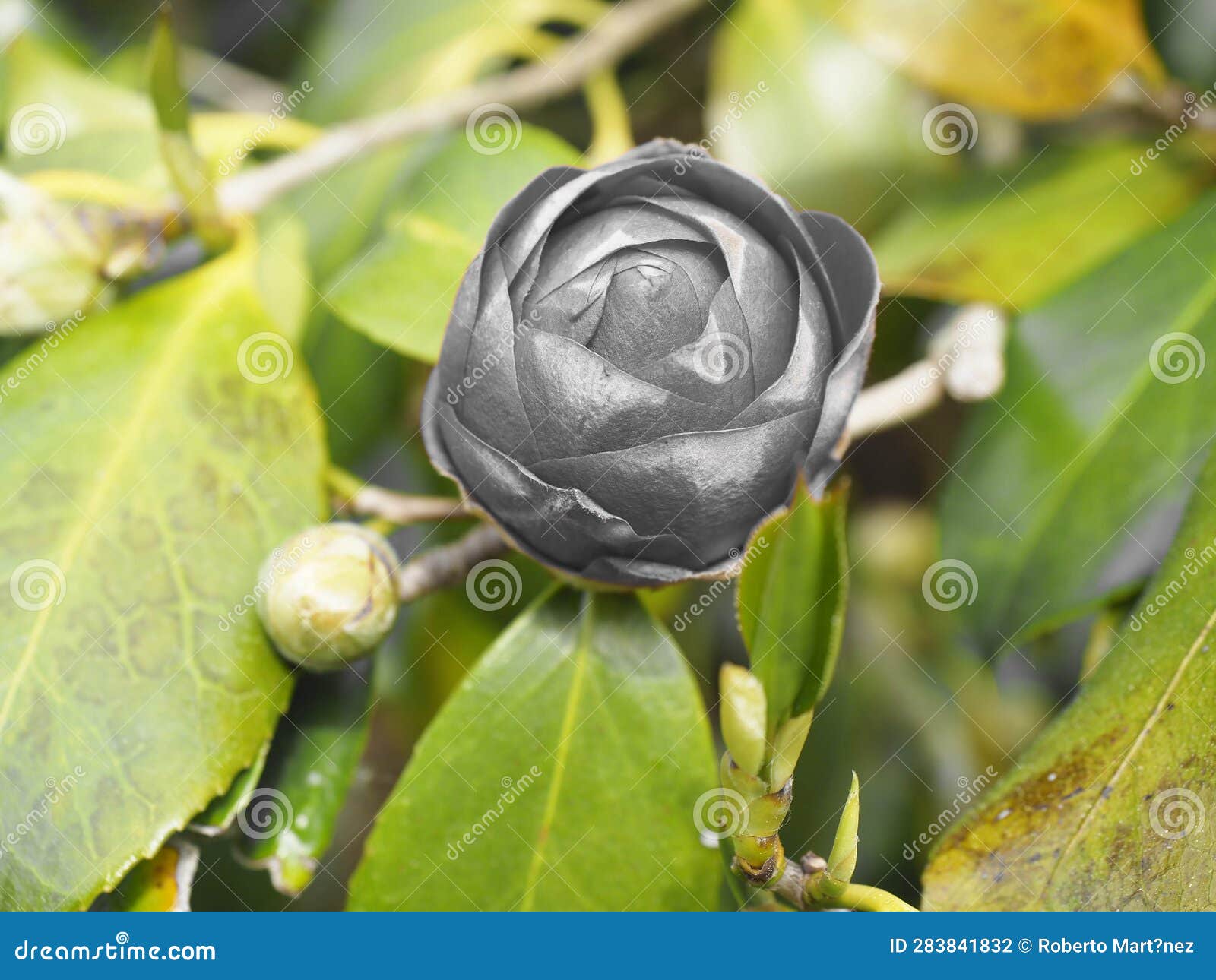 a beautiful boton of a camellia flower