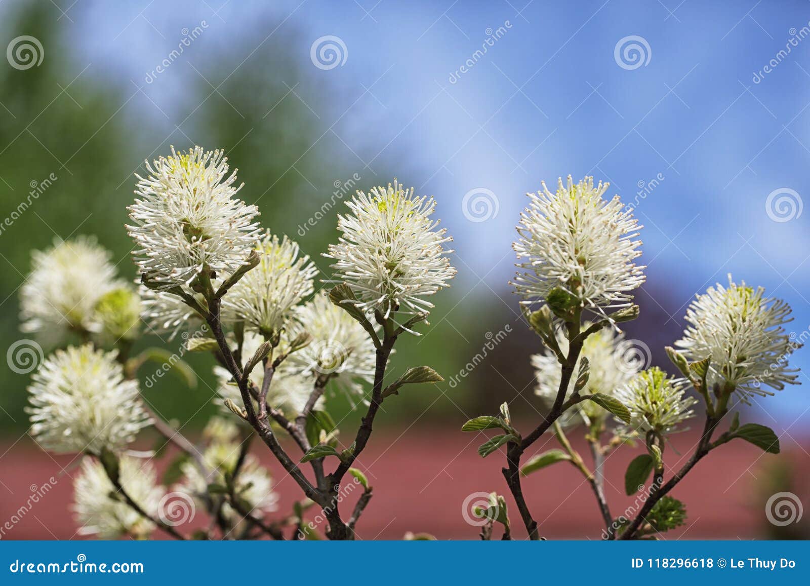 bottlebrush flower shrub