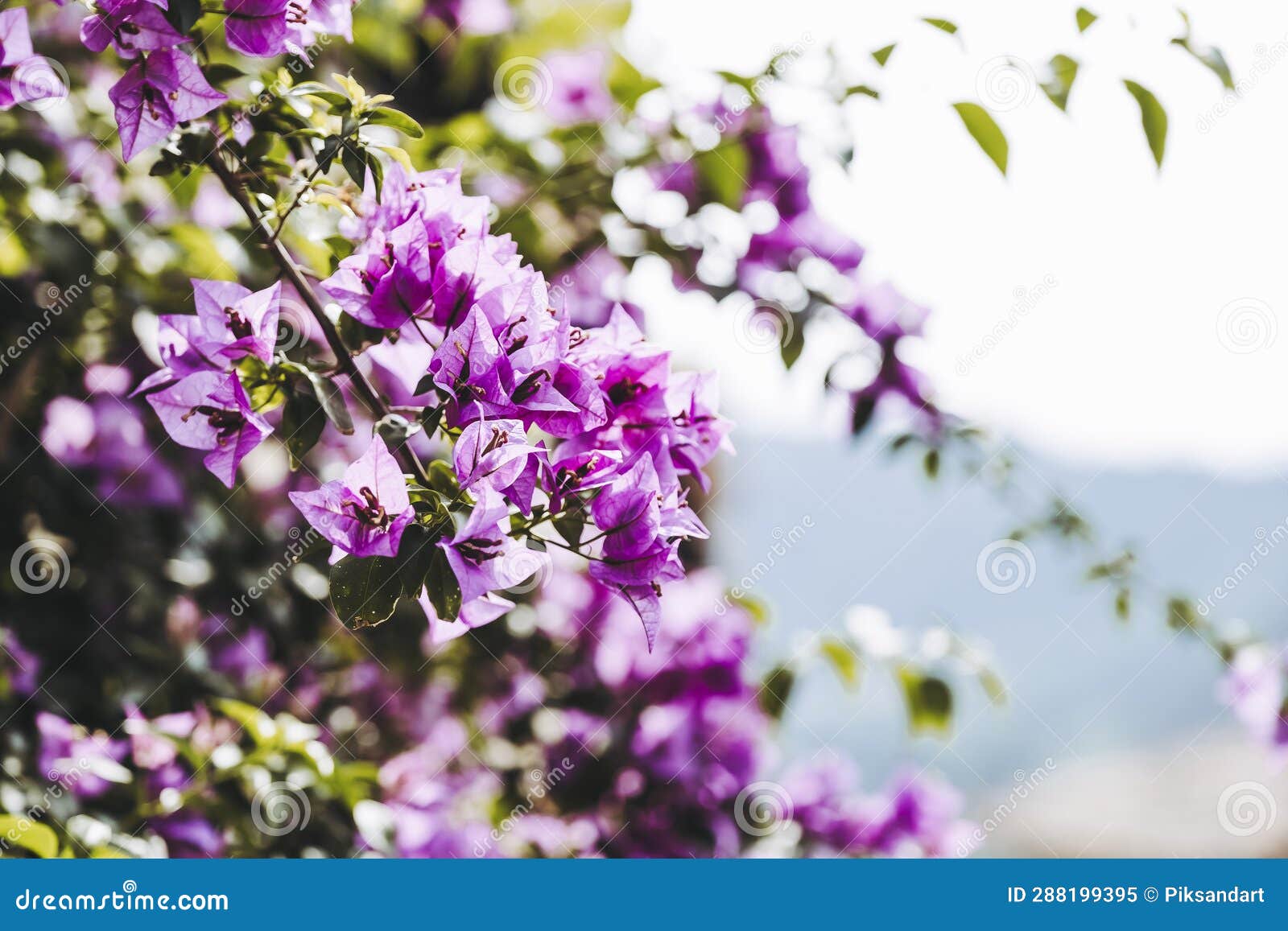 Beautiful Bougainvillea Creeper in an Alley Stock Image - Image of ...