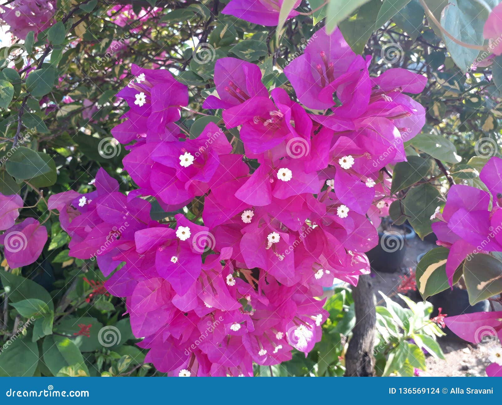 Beautiful Bougainvillea Flowers Or Paper Flowers Stock Photo Image