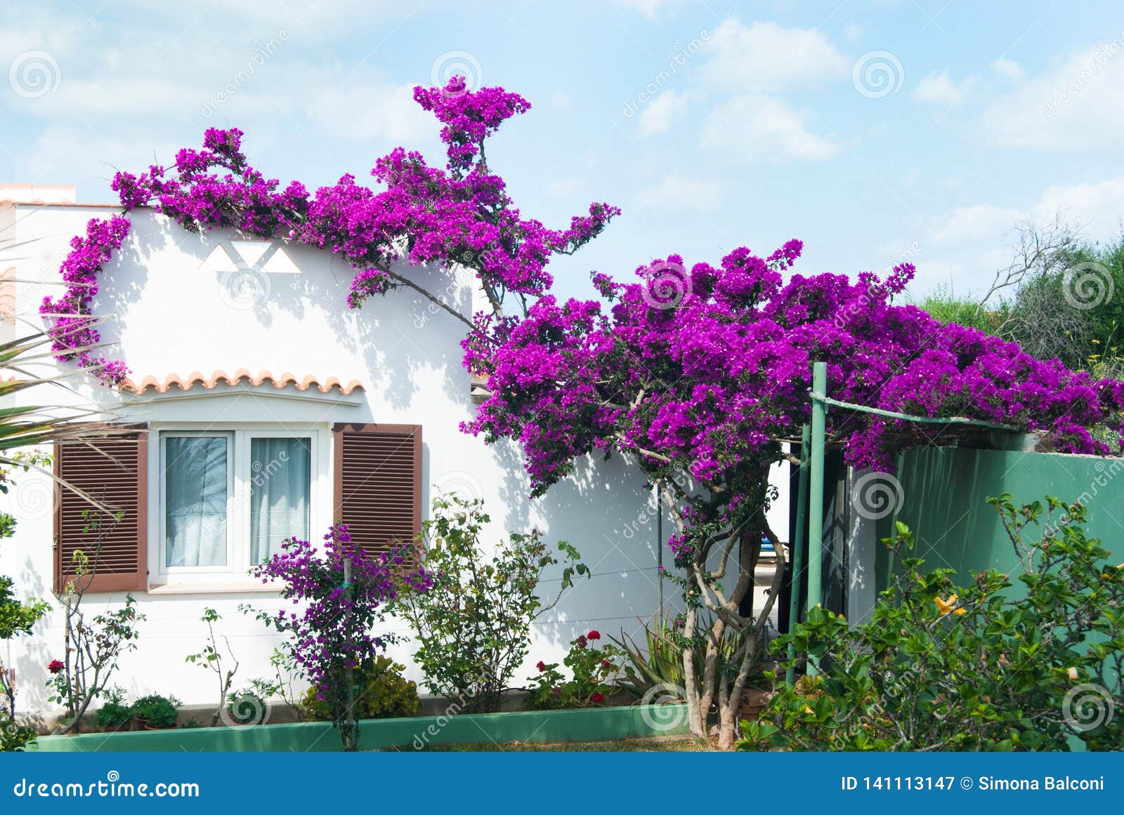 Beautiful Bougainvillea and White House Stock Image - Image of leaf