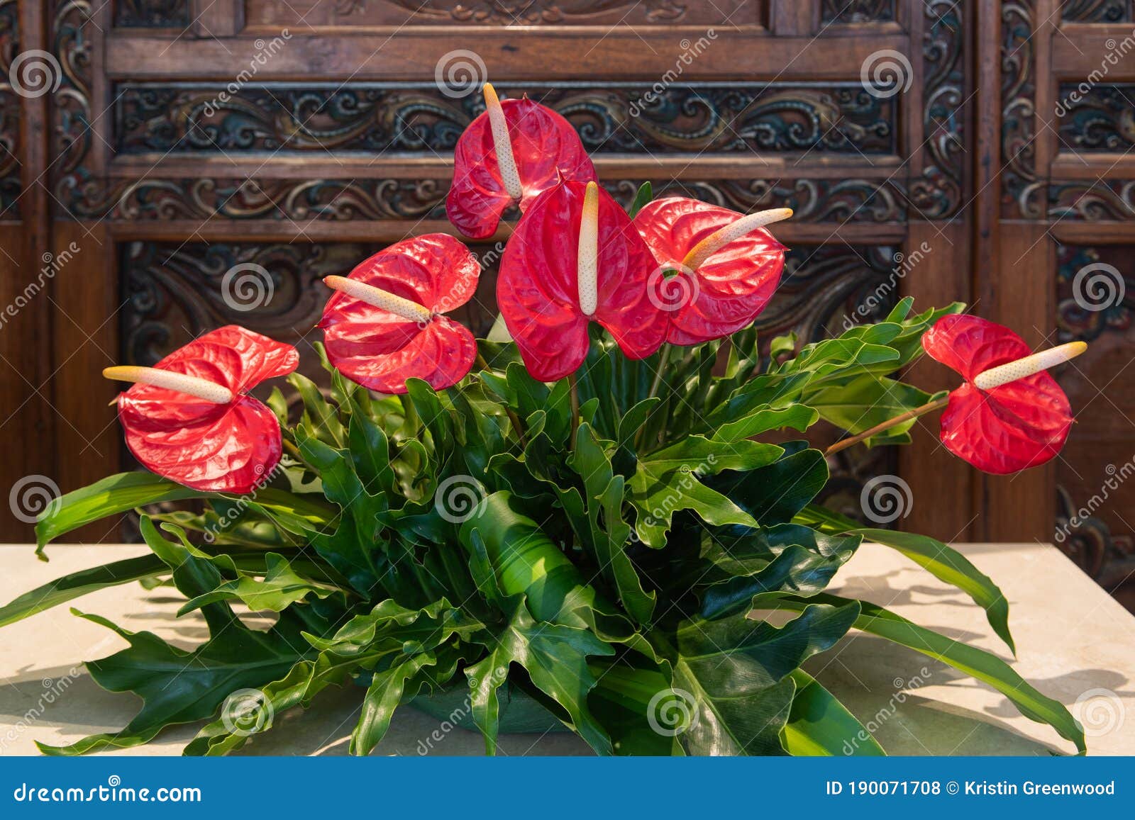 Beautiful Bouquet Arrangement Of Anthurium Flowers Stock Photo Image Of Flower Freshness 190071708