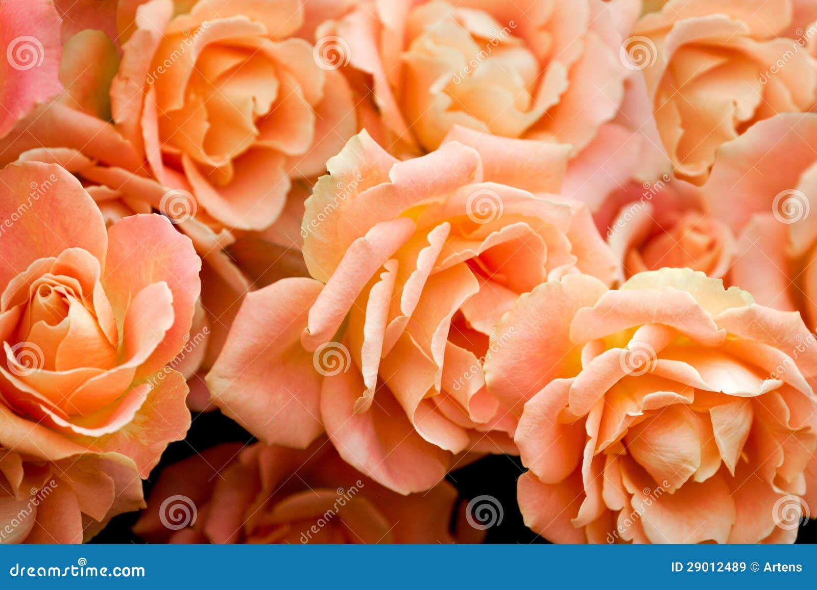 Beautiful Bouquet of Creamcolored Roses. Stock Image Image of head