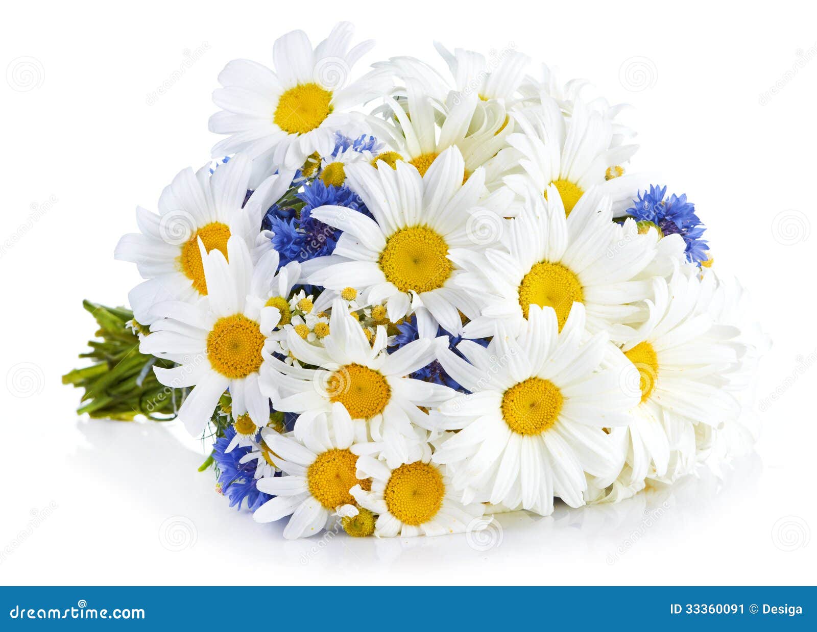 Beautiful Bouquet of Daisies in Vase Stock Image Image of leaves