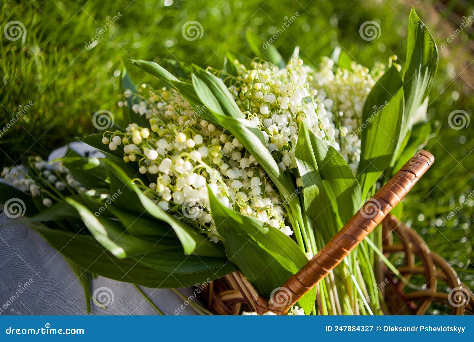 Beautiful Bouquet of Lily of the Valley in the Basket Stock Image Image of petal, beauty