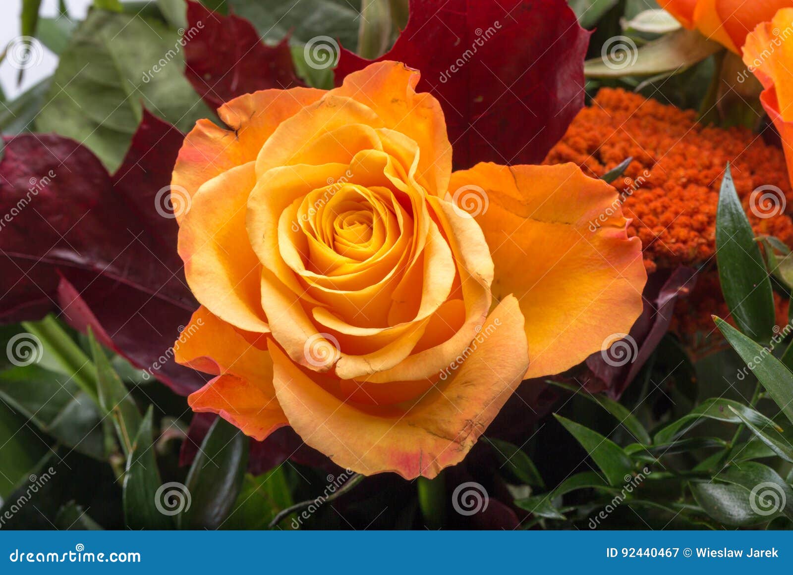 Beautiful Bouquet of Orange Roses. Stock Image Image of color, aroma