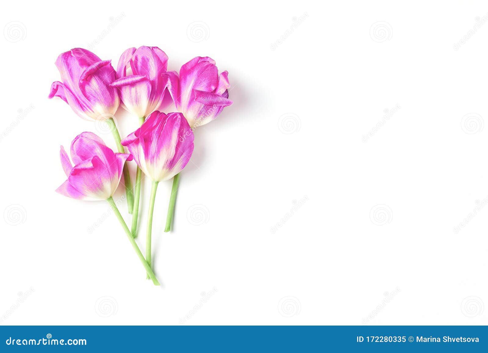 Beautiful Bouquet of Pink Tulips on a White Background. Stock Image ...