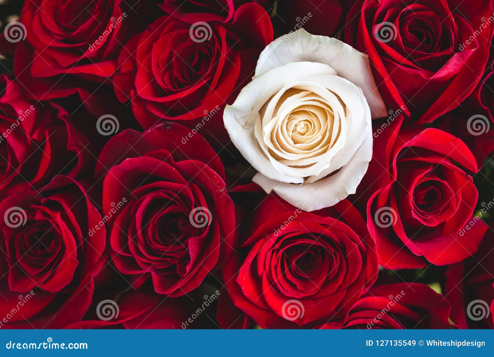 Bouquet of Red Roses with One White Rose in between Stock Image - Image of  engaged, fragility: 127135549
