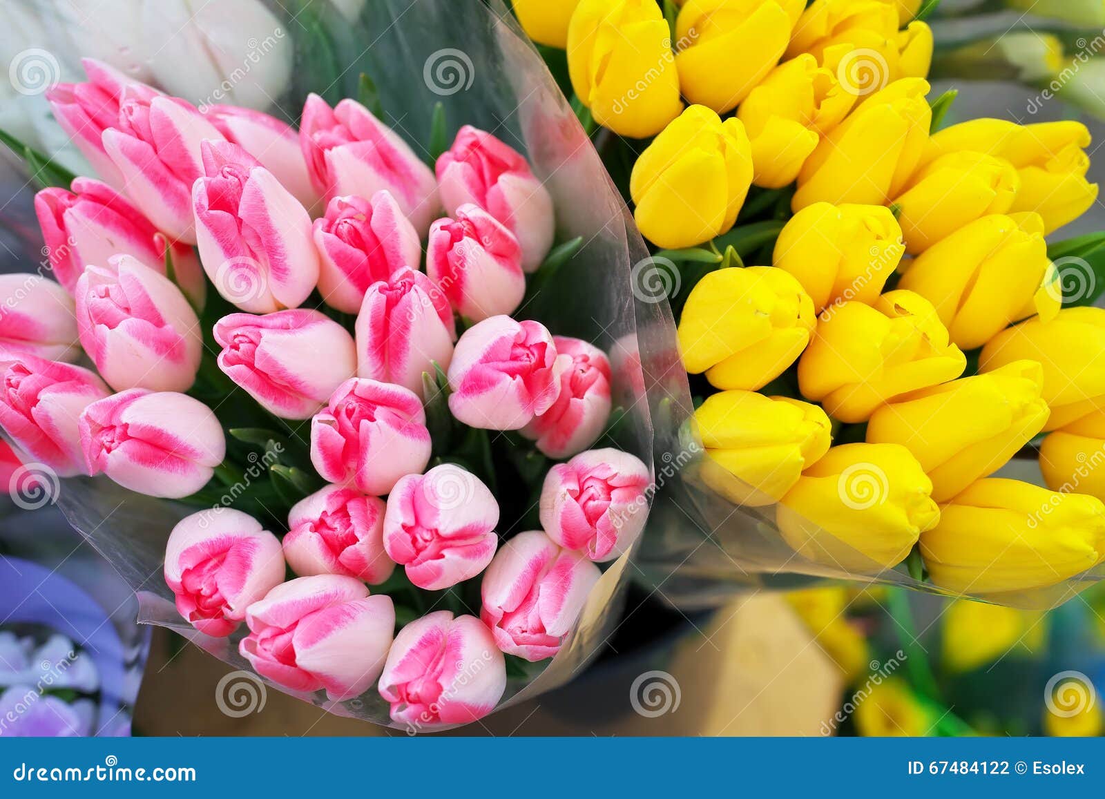 Beautiful Bouquets of Tulips. Stock Photo Image of blossom, closeup