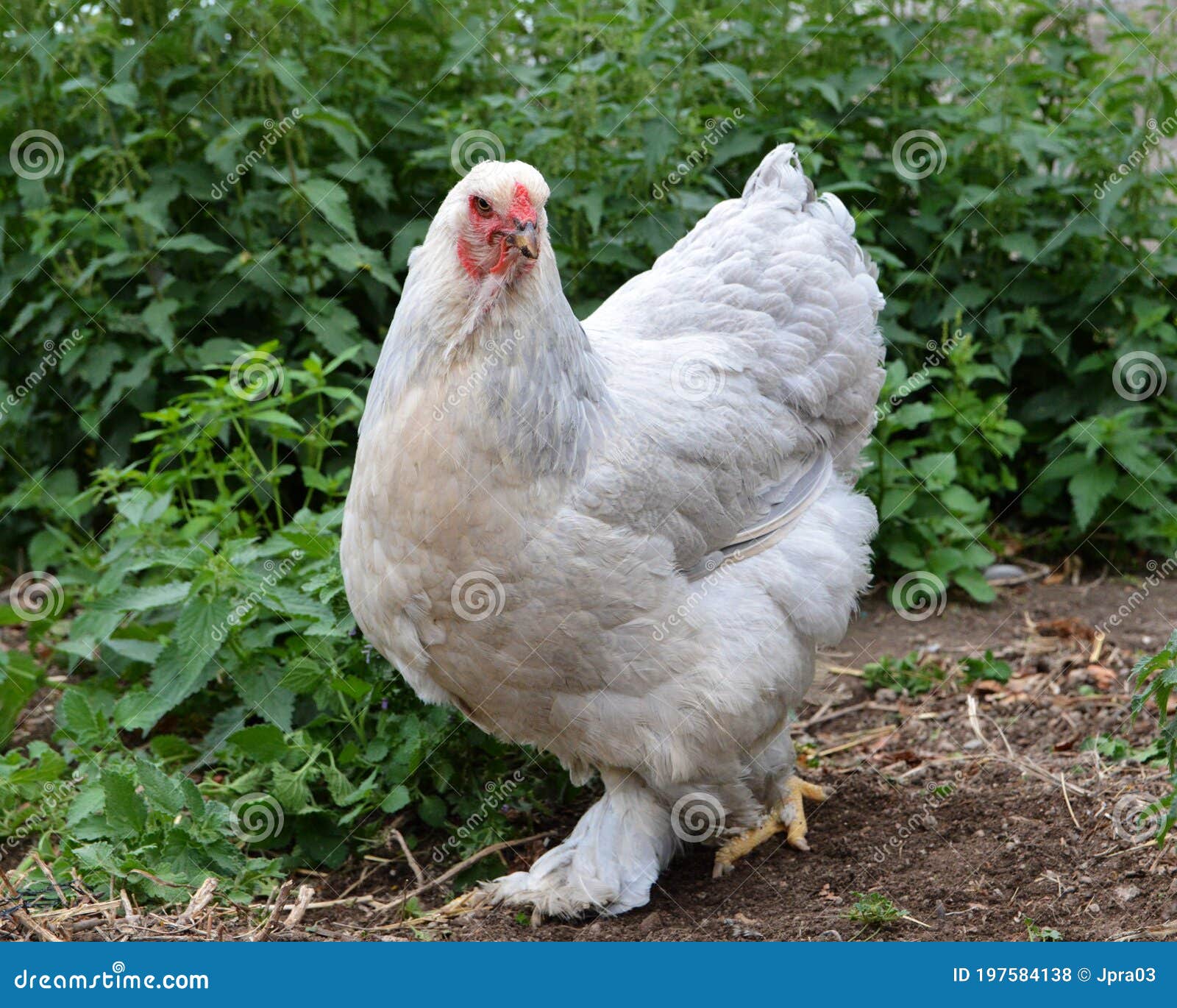 Beautiful Brahma chicken stock photo. Image of farming - 197584138