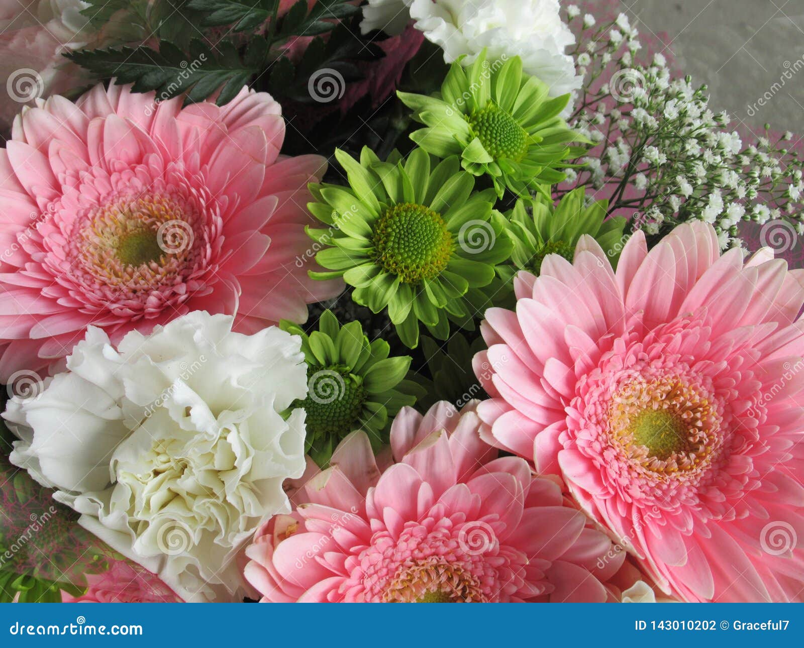 Beautiful Bright & Attractive Light Pink Gerbera Daisy Bouquet Stock Photo - Image of gift, decoration: 143010202 Beautiful Bright & Attractive Light Pink Gerbera Daisy Bouquet Stock Photo - Image of gift, decoration: 143010202