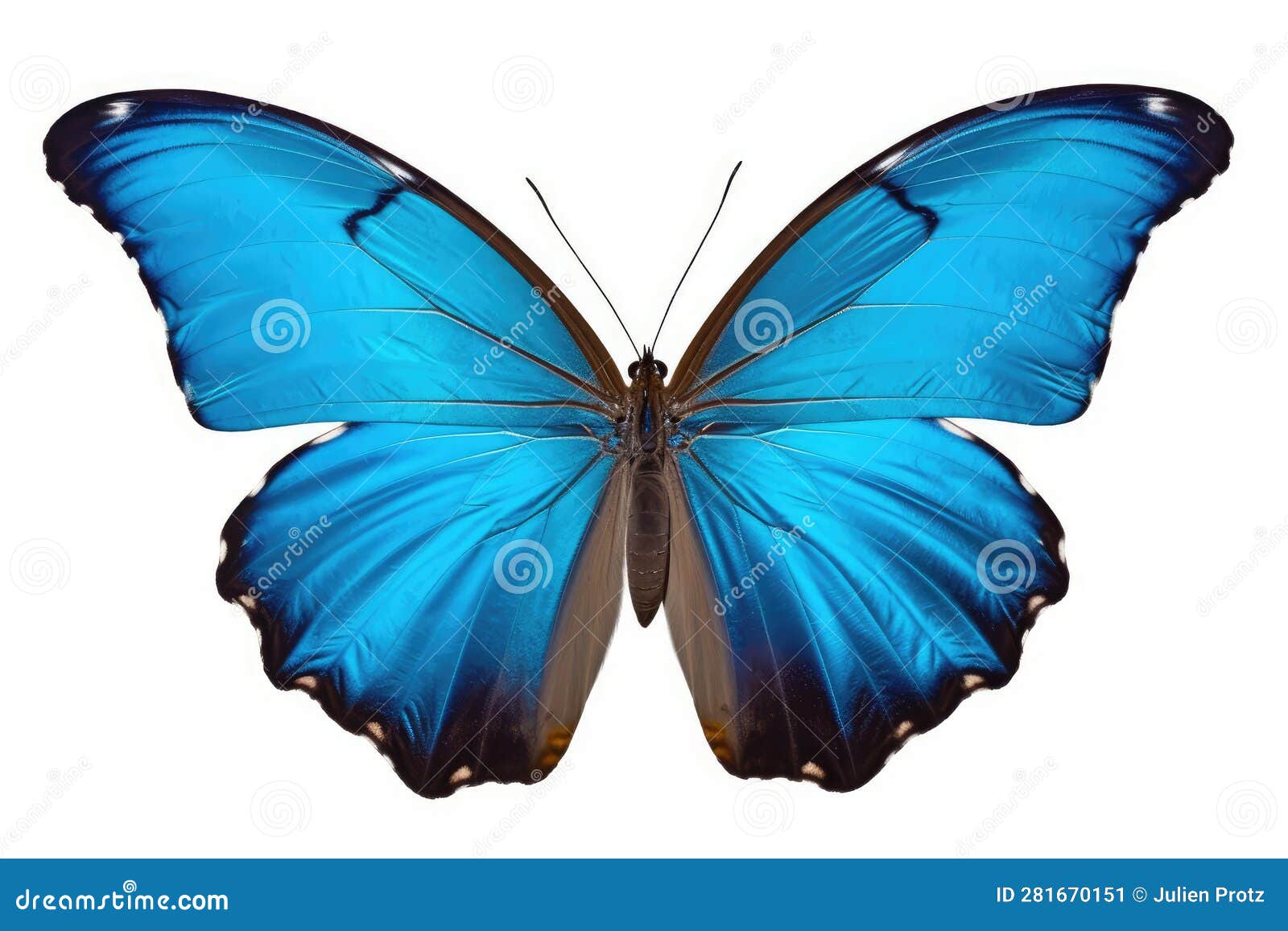 Beautiful Bright Blue Butterfly Isolated on White Background Stock