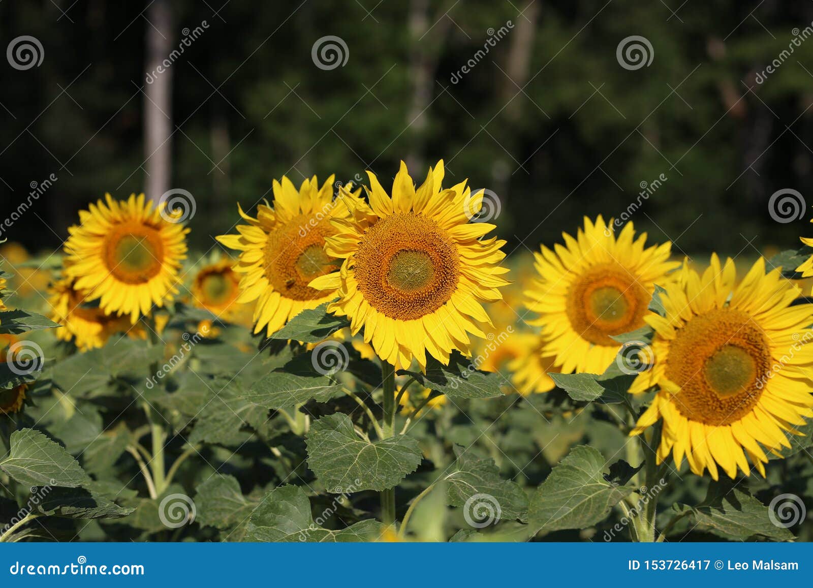 Beautiful Bright Colored Sunflowers and Green Plants Stock Image