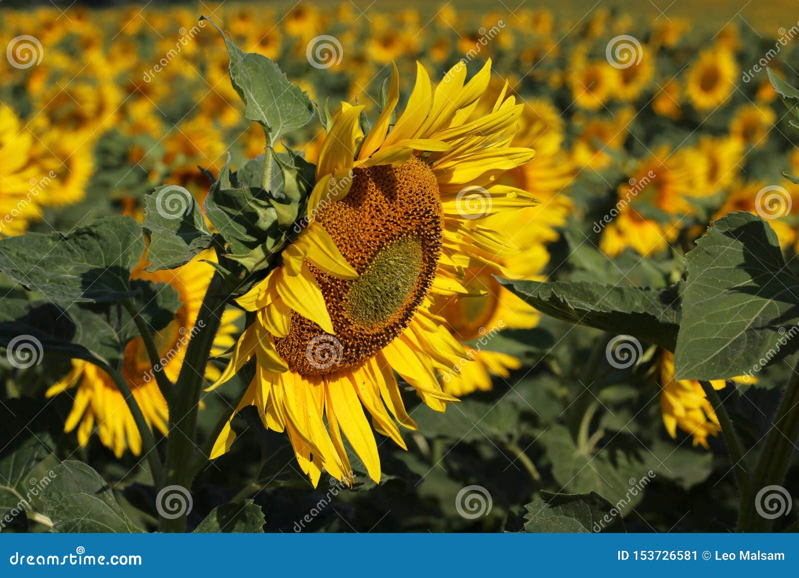 Beautiful Bright Colored Sunflowers and Green Plants Stock Image