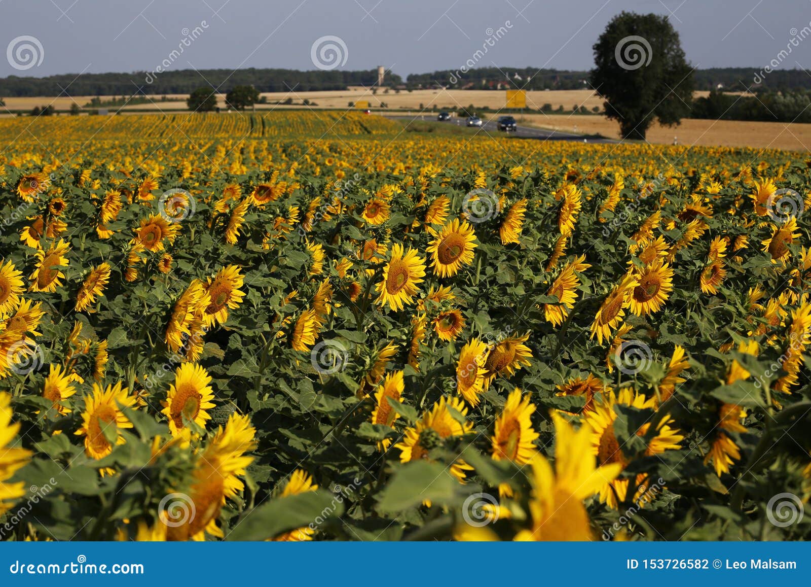 Beautiful Bright Colored Sunflowers and Green Plants Stock Photo