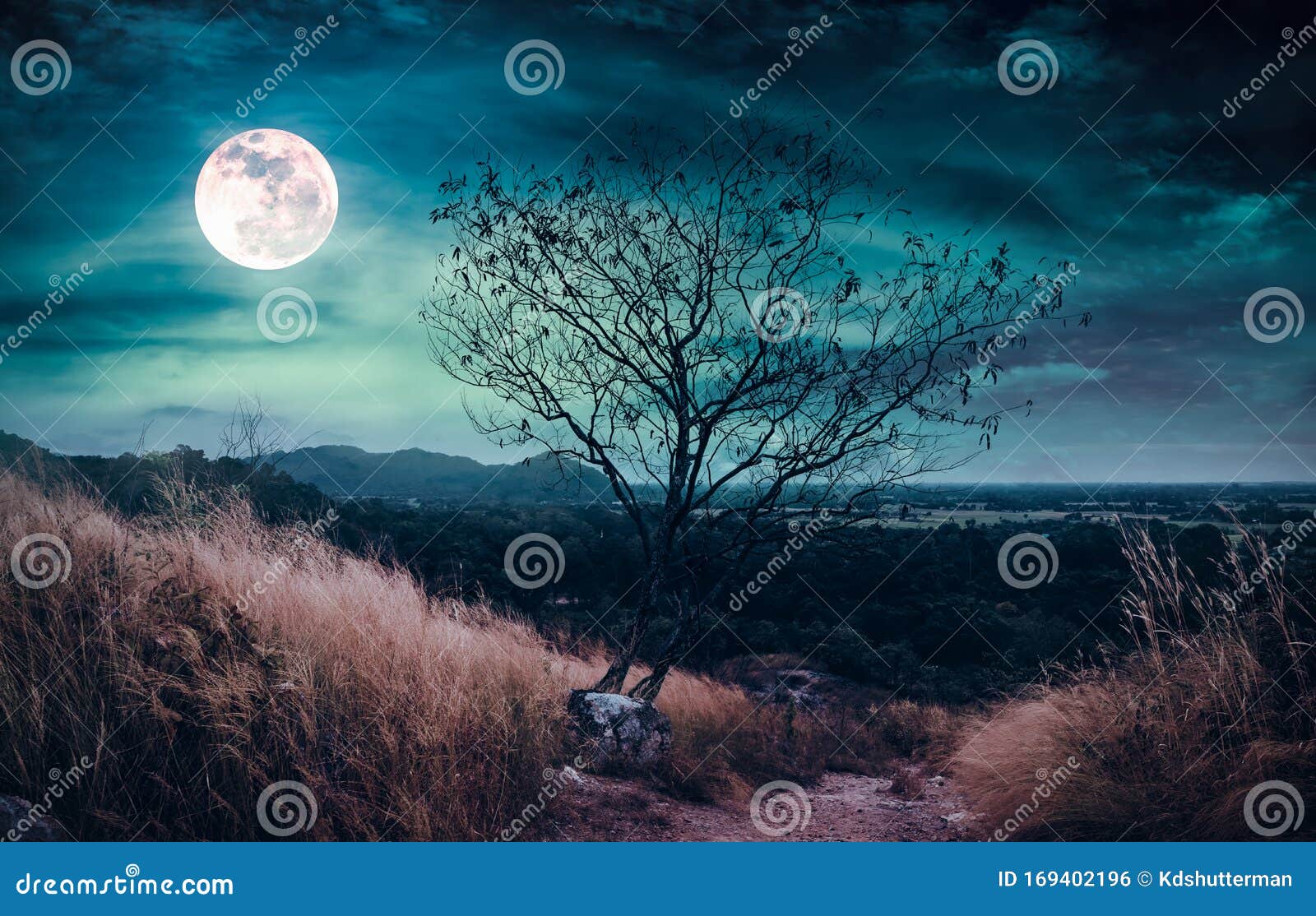 Beautiful Bright Full Moon Above Wilderness Area in Forest. Serenity Nature  Background Stock Photo - Image of grass, moon: 169402196