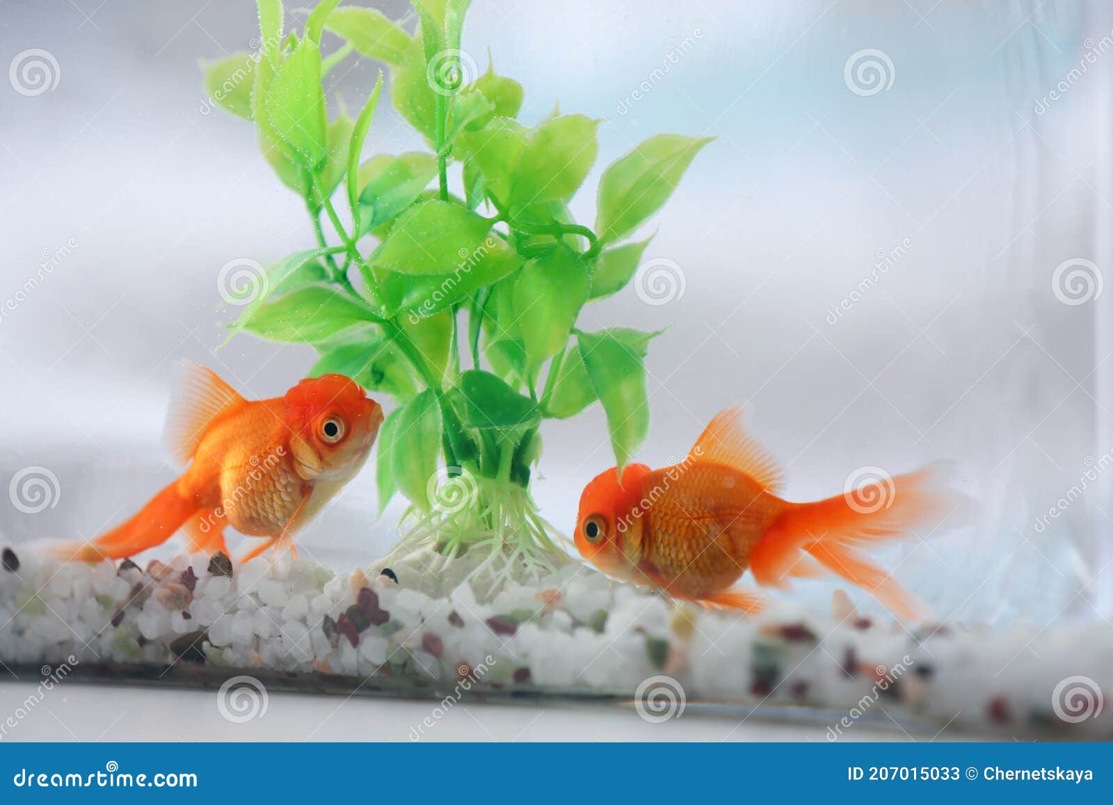 Beautiful Bright Goldfish in Aquarium on Table Stock Image Image of
