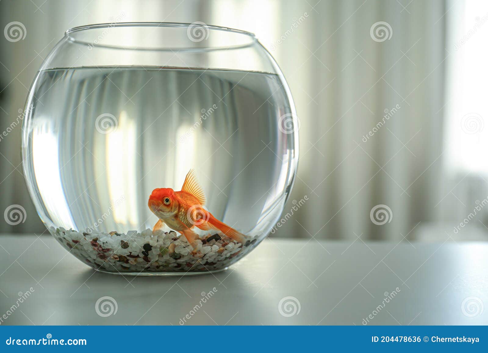 Beautiful Bright Goldfish in Aquarium on Table at Home Stock Photo