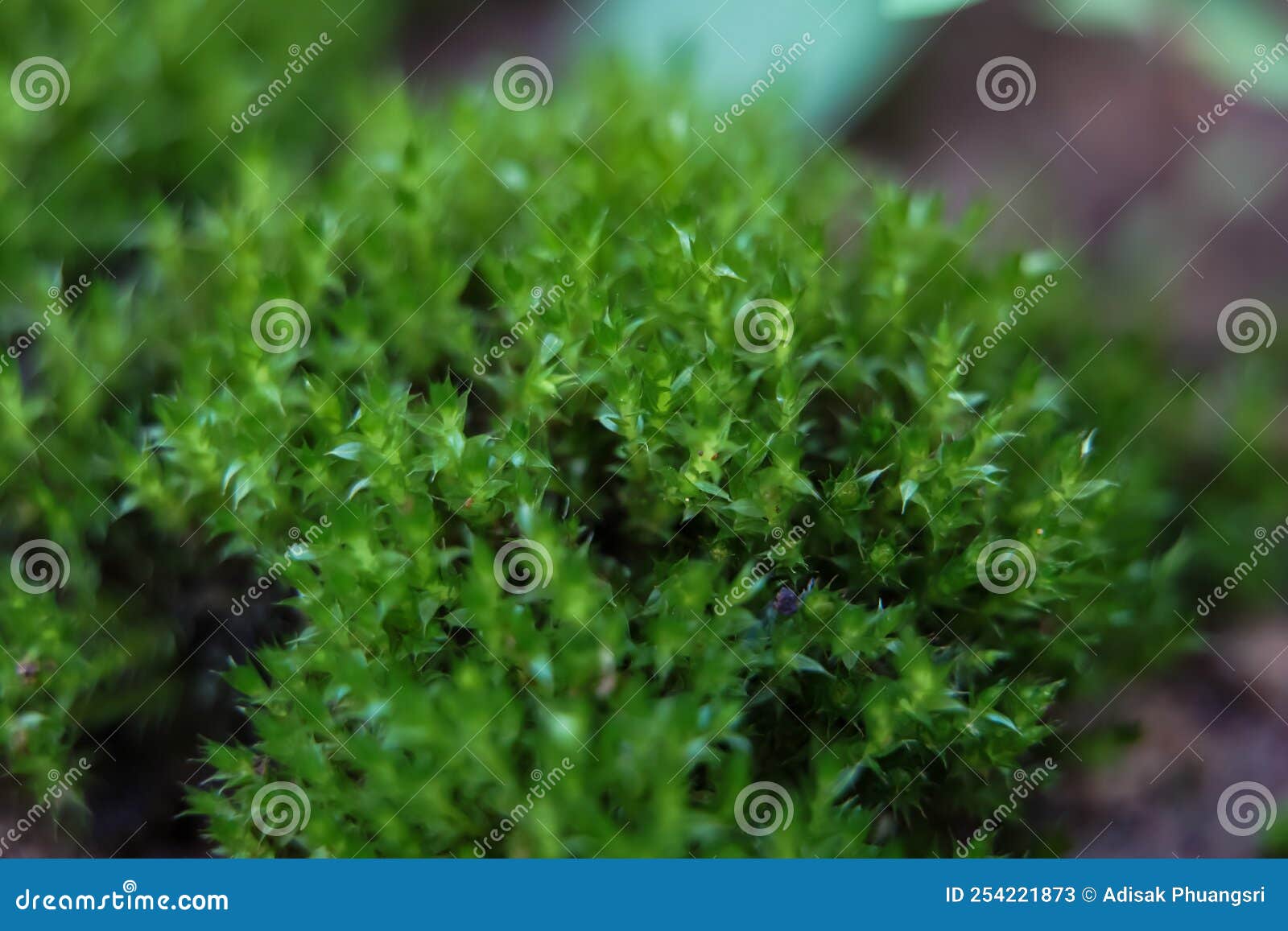 beautiful bright mossy green growing covering the rough rocks and on the ground in the forest is shown with a macro