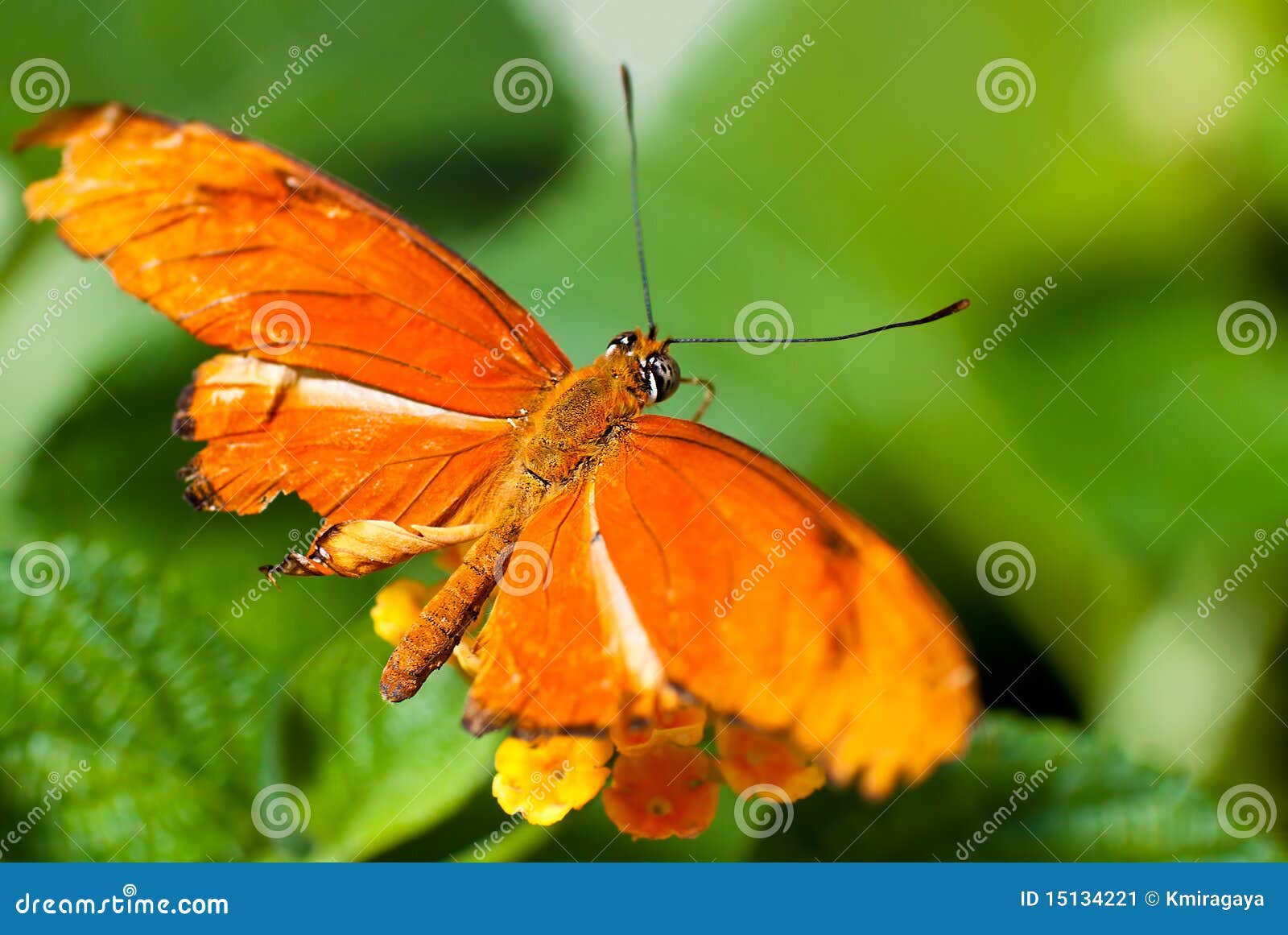 Beautiful Bright Orange Butterfly Stock Image - Image of light, bright