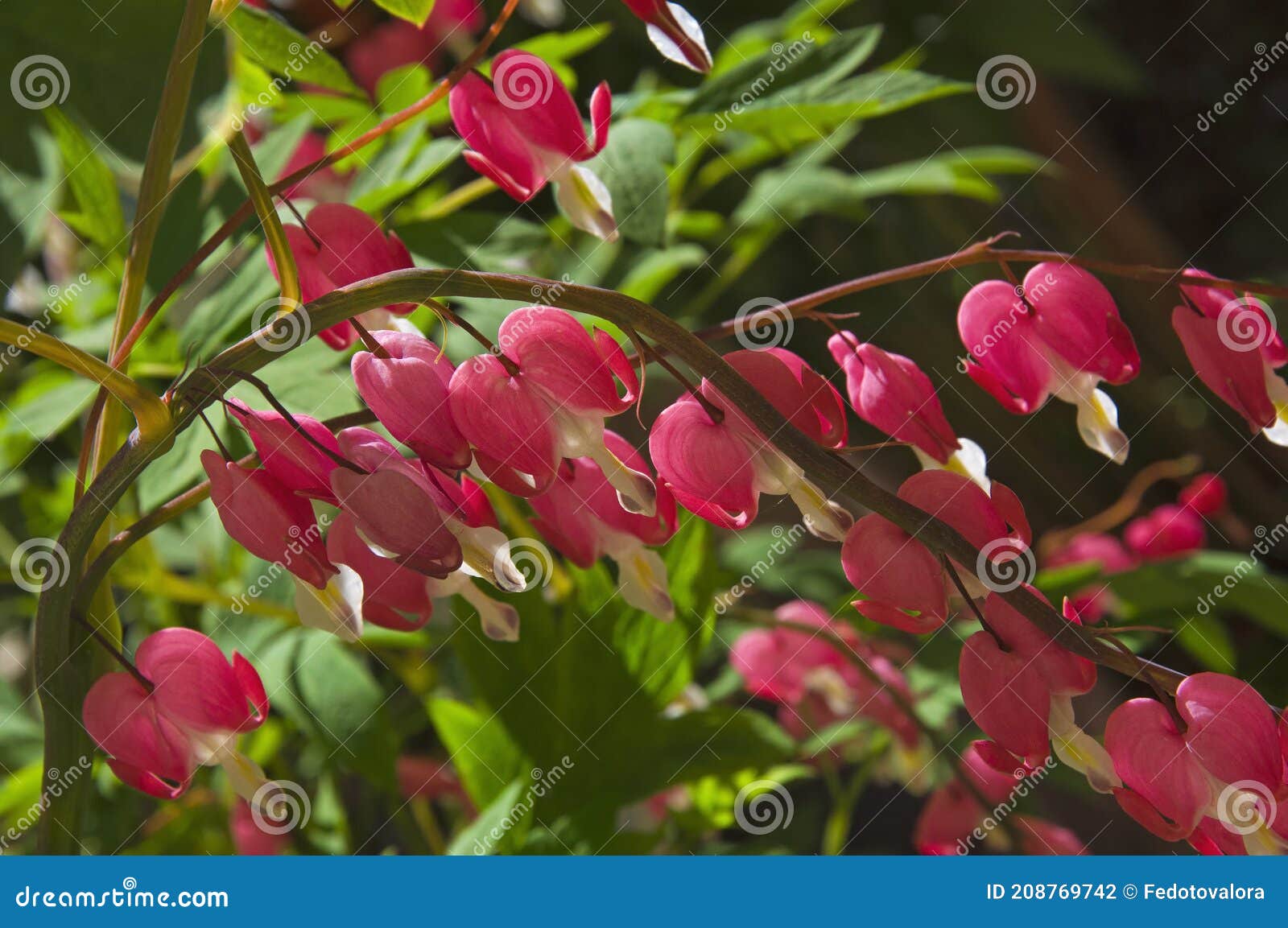 Beautiful Bright Pink Dicentra (Dicentra) Bleeding Hearts in the City