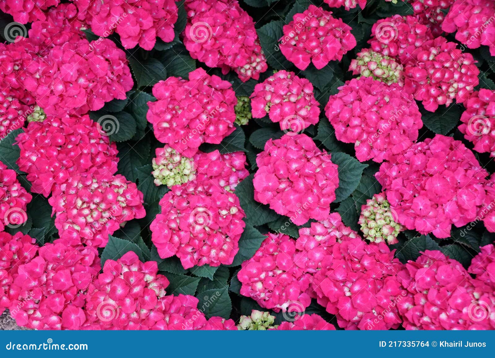 Beautiful Spread of Bright Pink Hydrangea Flowers at Full Bloom Stock