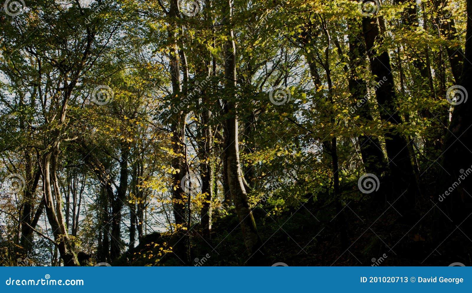 morning sunlight reflecting through the forest, with lens flare and sunburst.