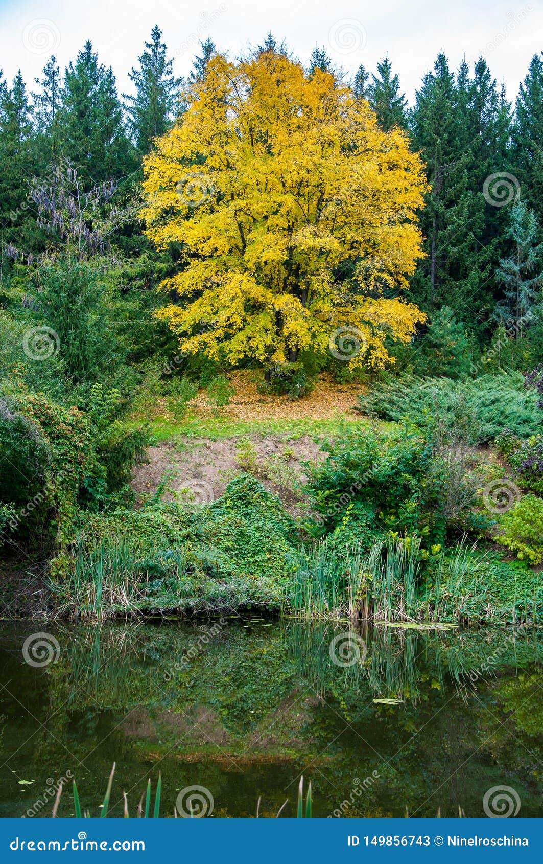 beautiful bright yellow tree between green trees