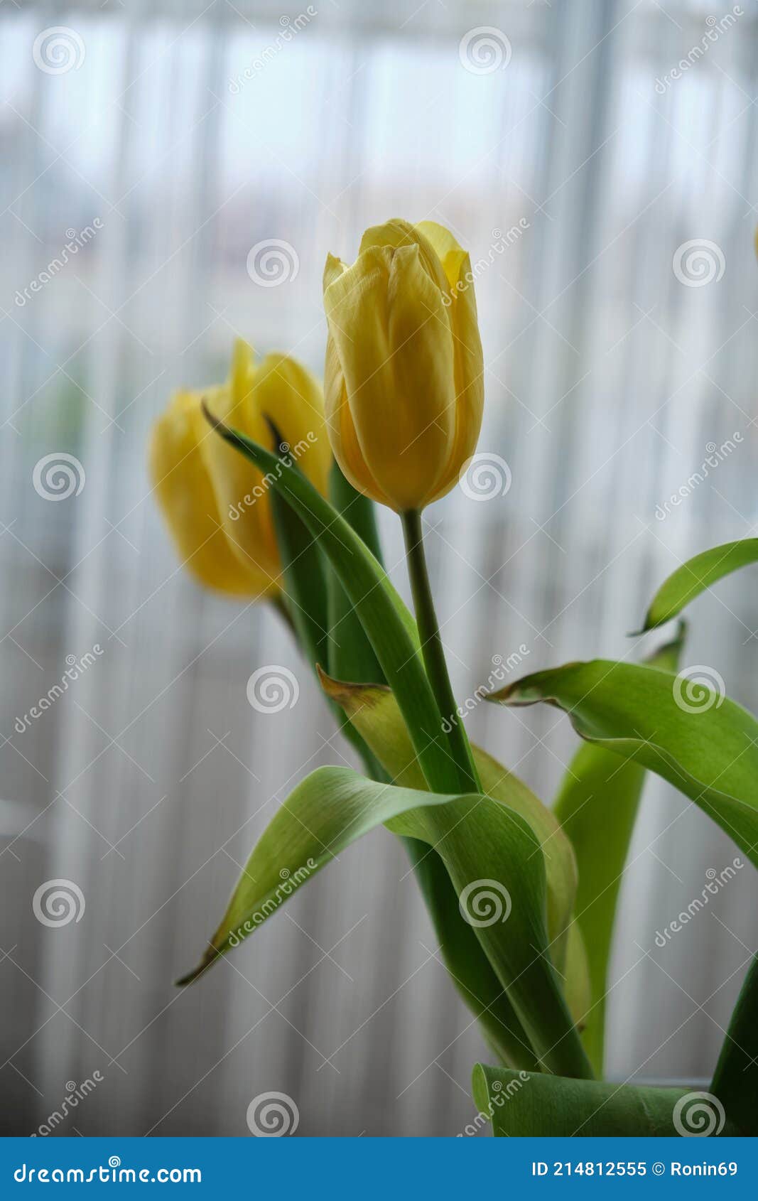 Beautiful Bright Yellow Tulips in a Vase Stock Image - Image of ...