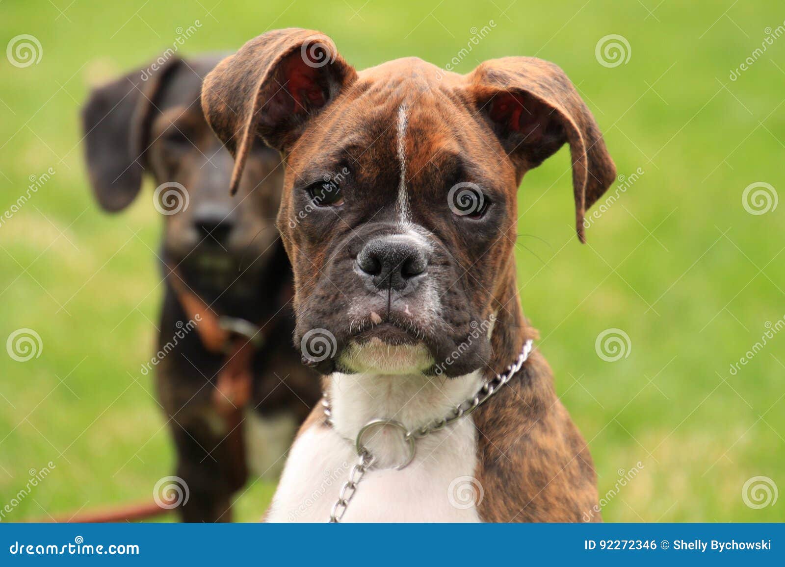 113 Brindle Boxer Puppies Stock Photos, High-Res Pictures, and