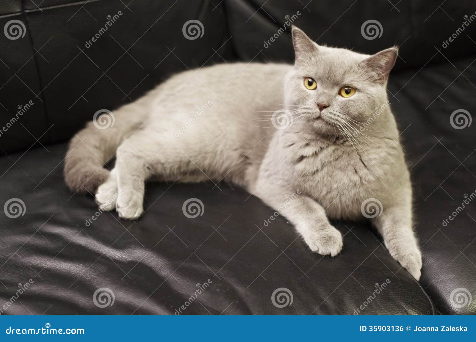 Beautiful british cat on a black leather sofa. Beautiful british shorthair cat on a black leather sofa