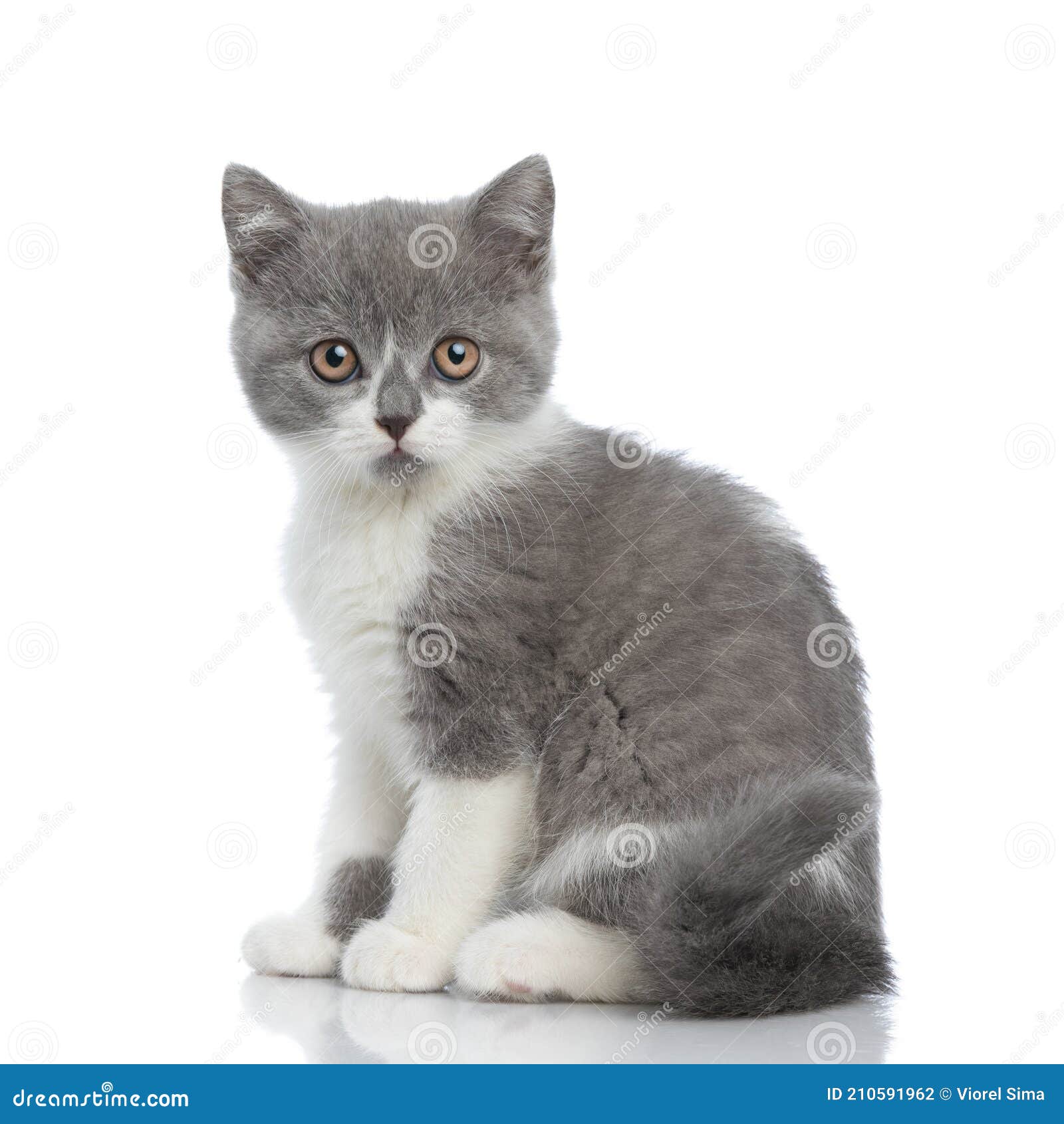 22 254 Beautiful British Shorthair Photos Free Royalty Free Stock Photos From Dreamstime