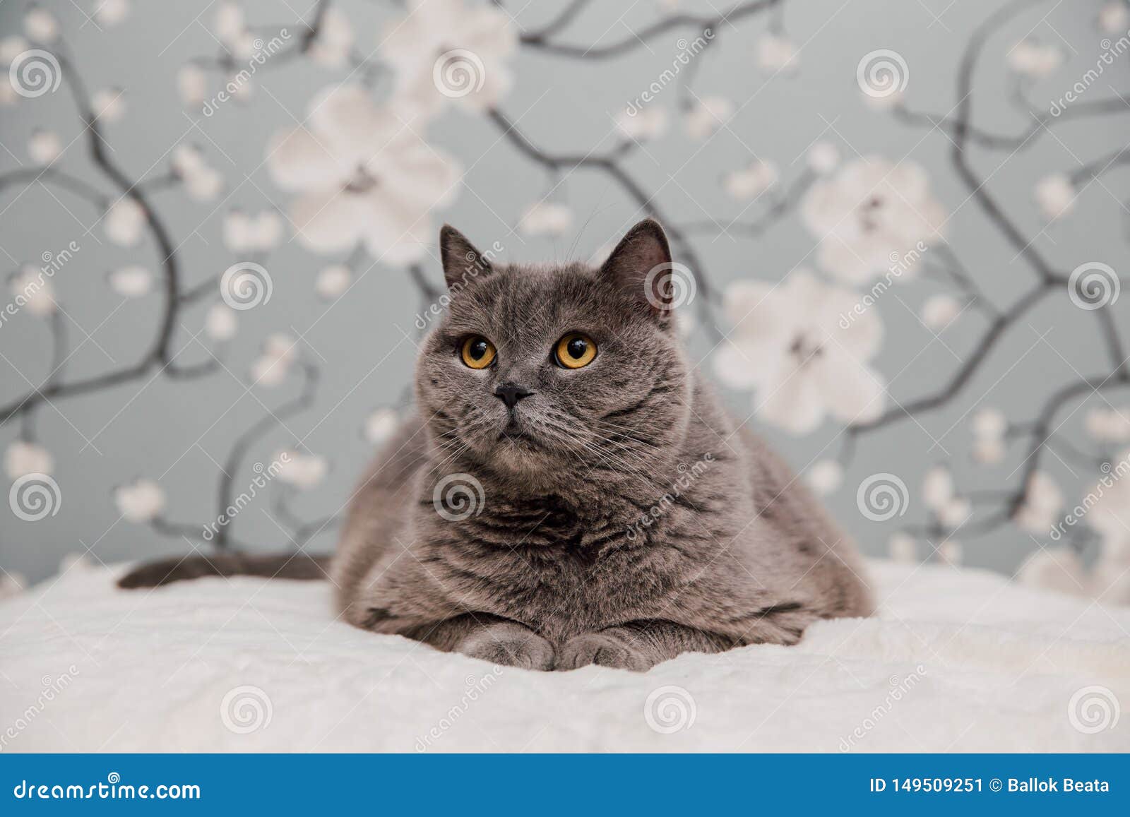 22 254 Beautiful British Shorthair Photos Free Royalty Free Stock Photos From Dreamstime