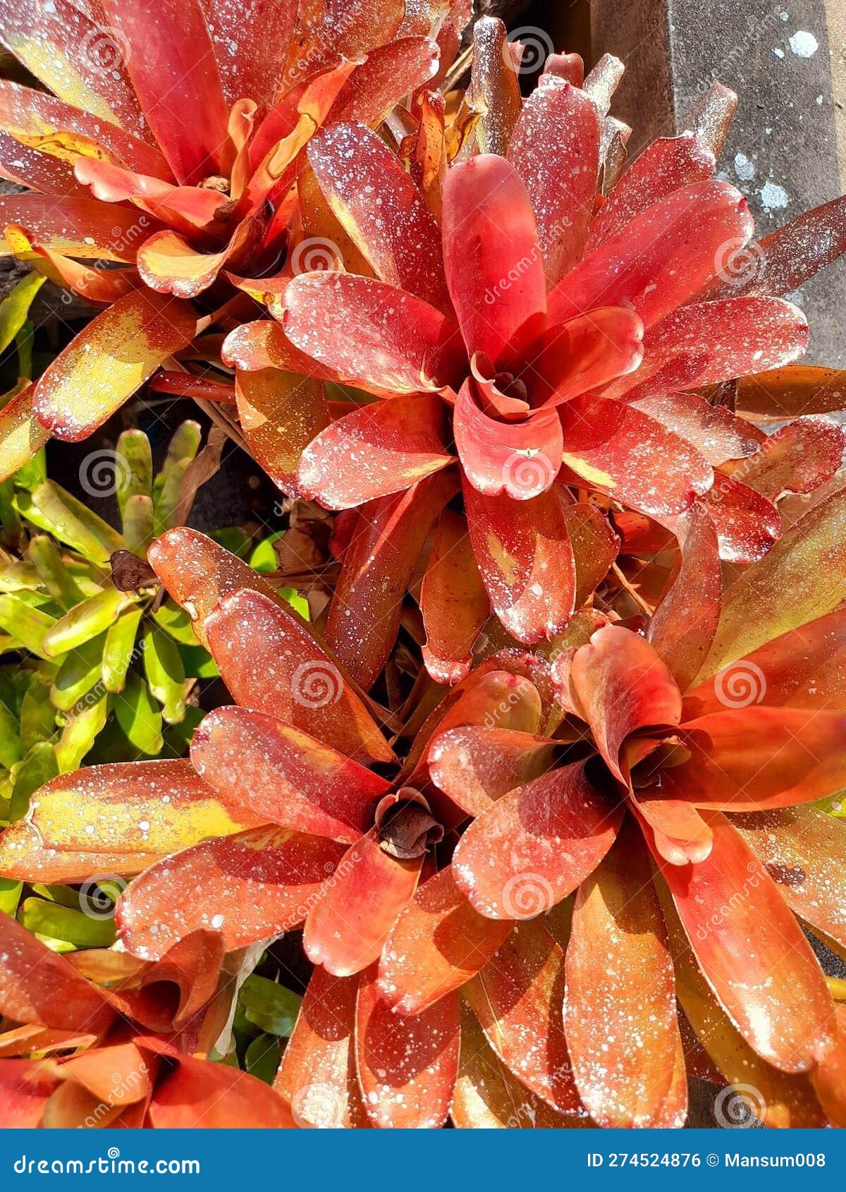 Beautiful Bromeliad Plant in Nature Garden Stock Photo Image of
