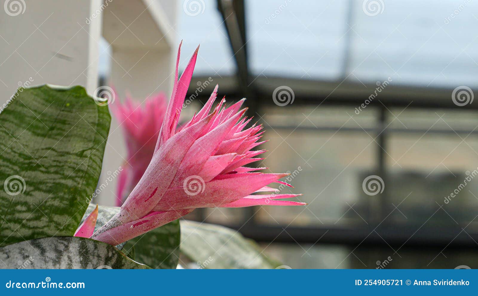A Beautiful Bromeliad Plants Outdoors Stock Image Image of flowers