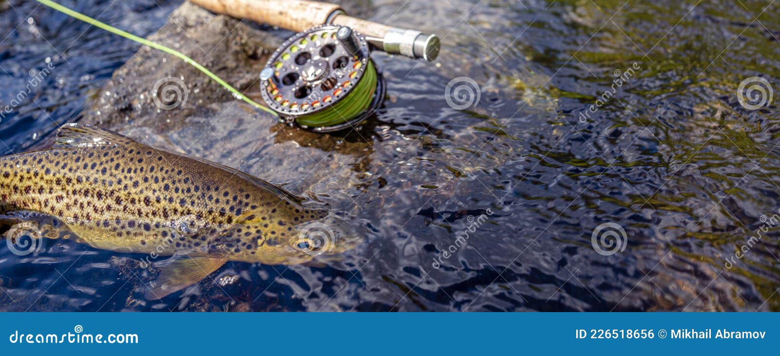 Beautiful Brook Trout Caught during Fly Fishing. Stock Photo - Image of  angling, gill: 226518656