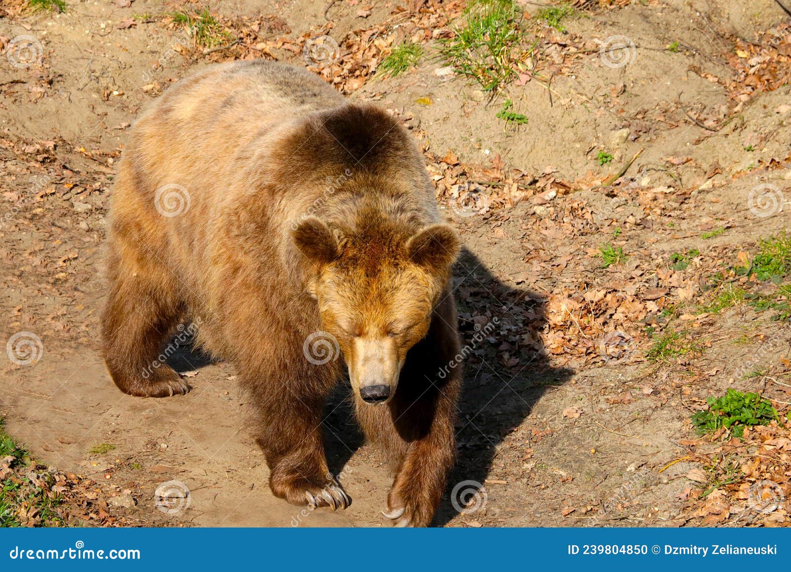 Beautiful Brown Bear Close-up in the Forest. Wildlife. Stock Photo